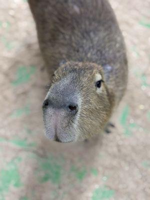 Debbie Dolittle's Petting Zoo