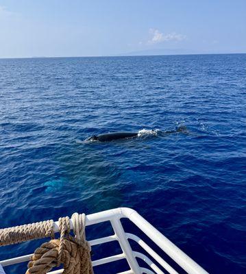 Pacific Whale Foundation