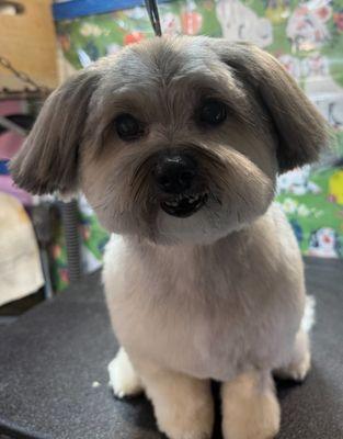 Riverblu Mobile Grooming