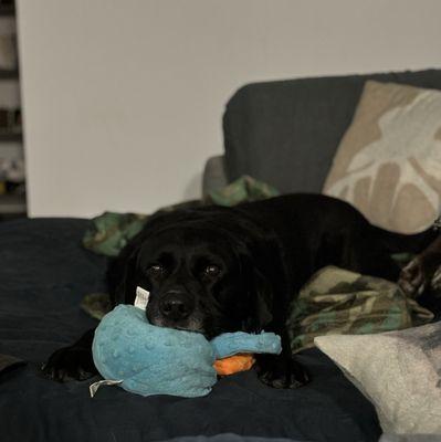 Lakeside Animal Hospital