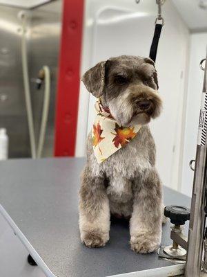 Wag'n Train Mobile Pet Grooming