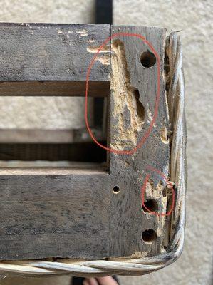 Powder post beetle damage to furniture