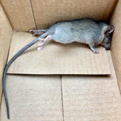 West LA Veterinary Group