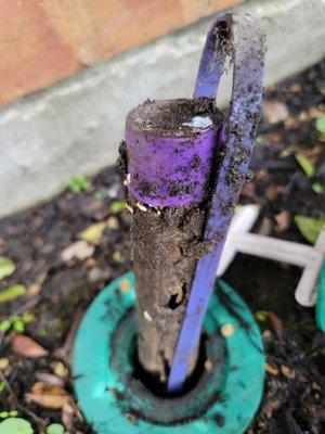 Life After Bugs Pest Control