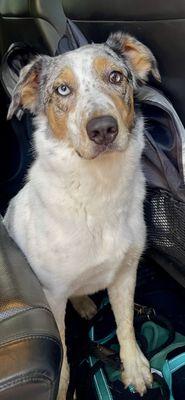 Beautiful happy well groomed girl