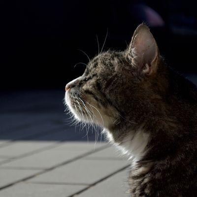 The Grand Lake Veterinary Hospital