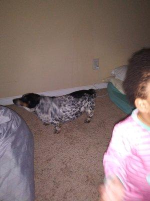 Bellfort Animal Hospital