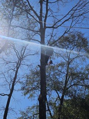 Pitts Landscaping and Tree Service