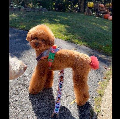 Mini poodle