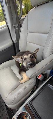 Picking him up from the vet