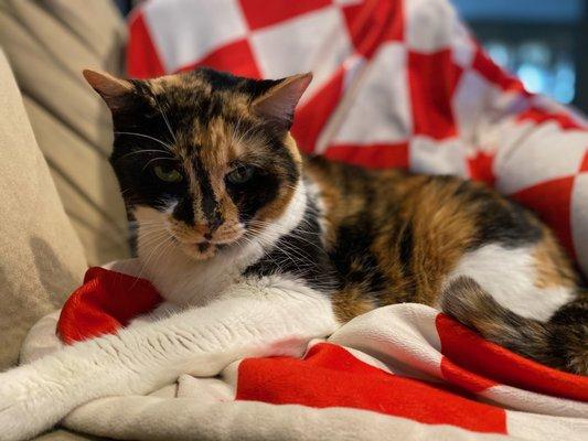 Pawsitively Happy Tails