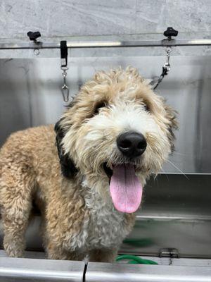 Nicole’s Doggy Service