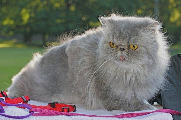 Aggie, 12 years old: Dr Wasfi is my favorite Veterinarian!