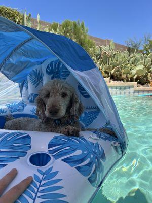 Spirit of 76th Veterinary Clinic SC