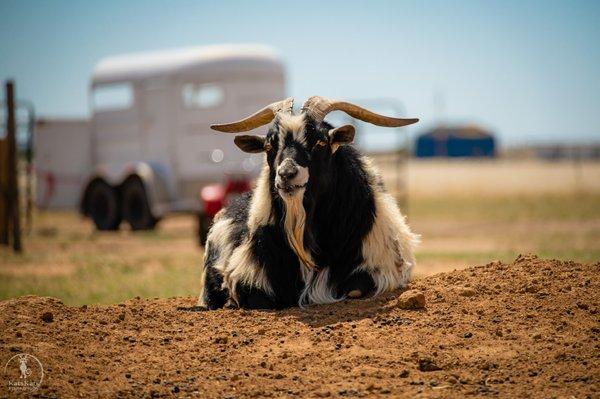 GingerSnap Rescue Ranch