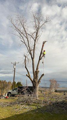 Duran's Tree Service
