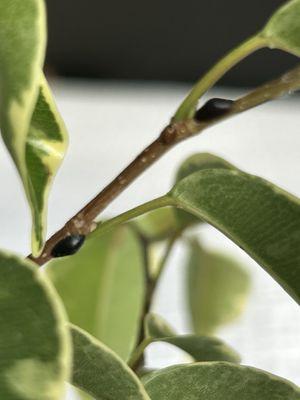 Half Moon Bay Nursery