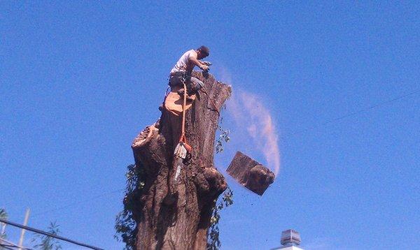 Houton Tree & Demolition Services