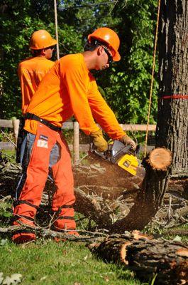 Gabriel's Tree Care Company