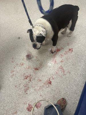 Highlands Ranch Animal Clinic