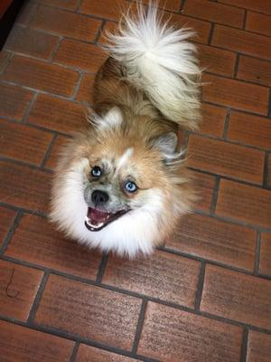 Niko, the best secretary a shop could have.