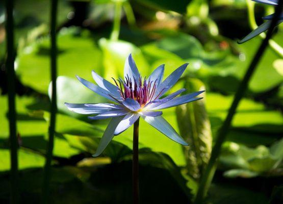 flower of light wellness center