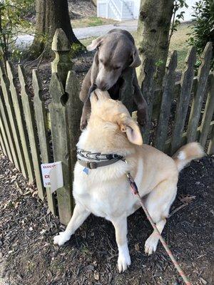 ZimZim walk the dog baltimore