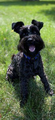 Animal Emergency & Referral Center of Minnesota