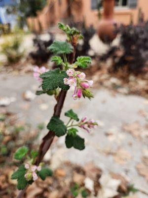 Ribes malvaceum var. viridifolium 'Ortega Beauty' This ribes is gorgeous. Very fast growing and a treat to see it bloom!