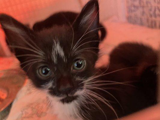 Touched by an Animal