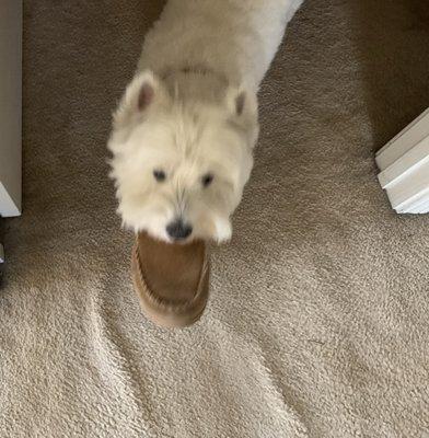 Scamp being ferocious