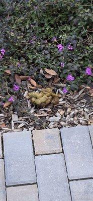 Dog shit! And it's still there after 3 weeks