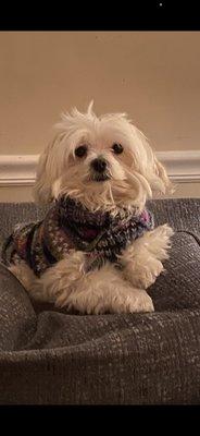 Happy Girl after grooming