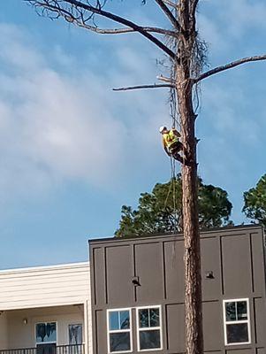 Armenta's Affordable Tree Service