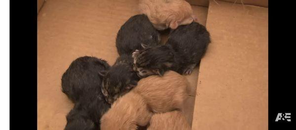 New babies new baby kittens 2 days old at the Hidden Oaks apartments found inside hubby Kirby's inside the community