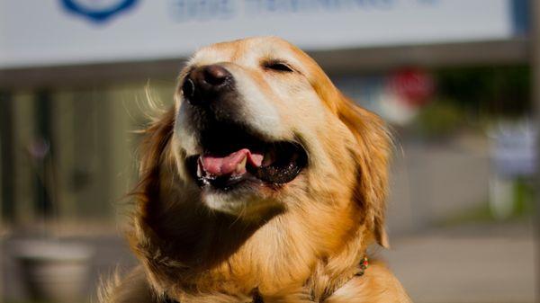 Creative Dog Training - Summit
