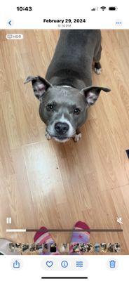 Milford Animal Hospital