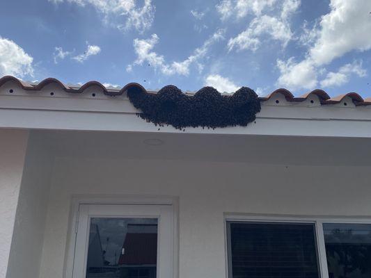 The bee hive in front of my house