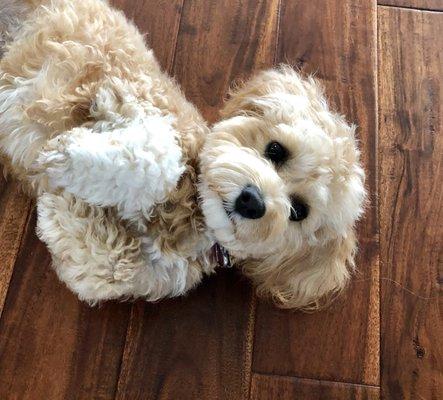 Central Park Grooming