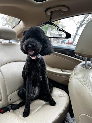 Millie's New Haircut