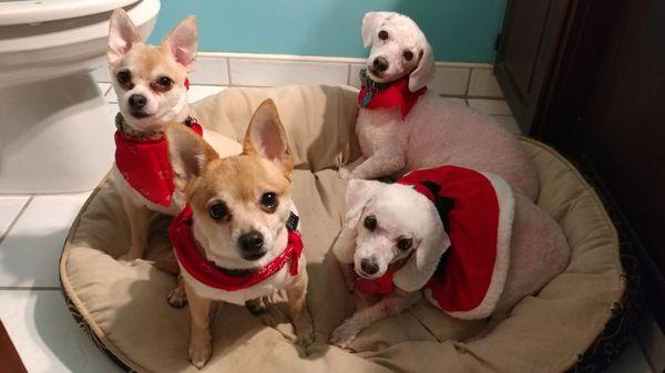 My babies after their grooming!