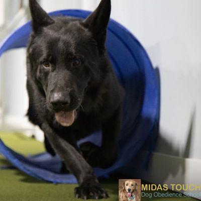 Midas Touch Dog Obedience School