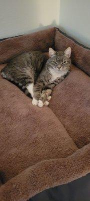 Friends of Pets Store & Adoption Center