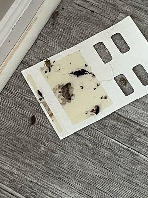 Bugs