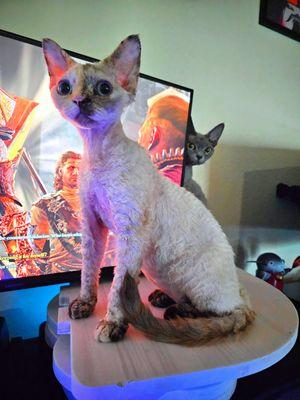 Her big beautiful eyes are on the mend!