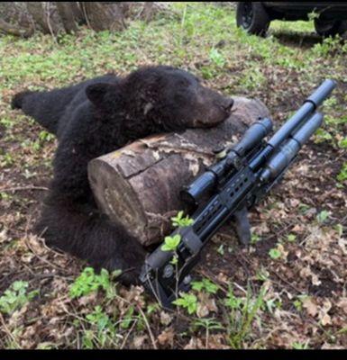 Customer took the bear with a Western, all American made air gun. Love the photos our customer send!!