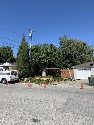 Tarasco Tree Triming and Gardener