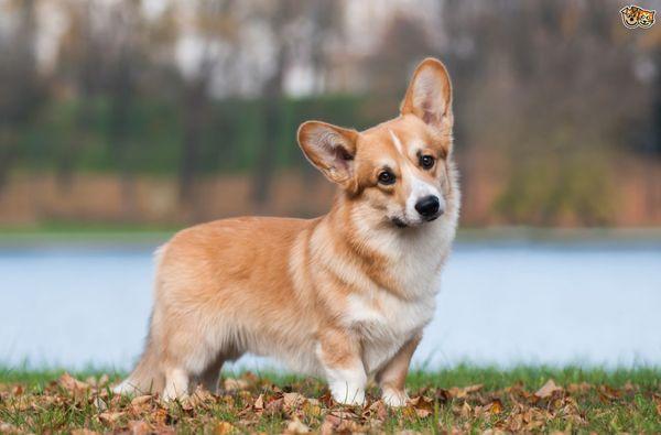 Ultimutt K9 Services