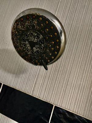 Crusted moldy shower head