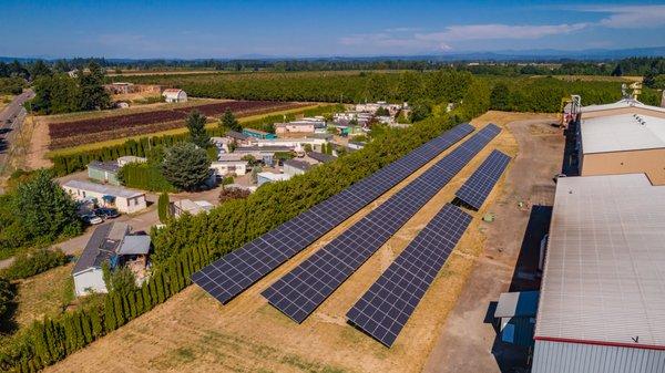 NW Hazelnut - Hubbard, OR